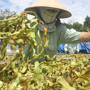 Trà lá cây trinh nữ hoàng cung