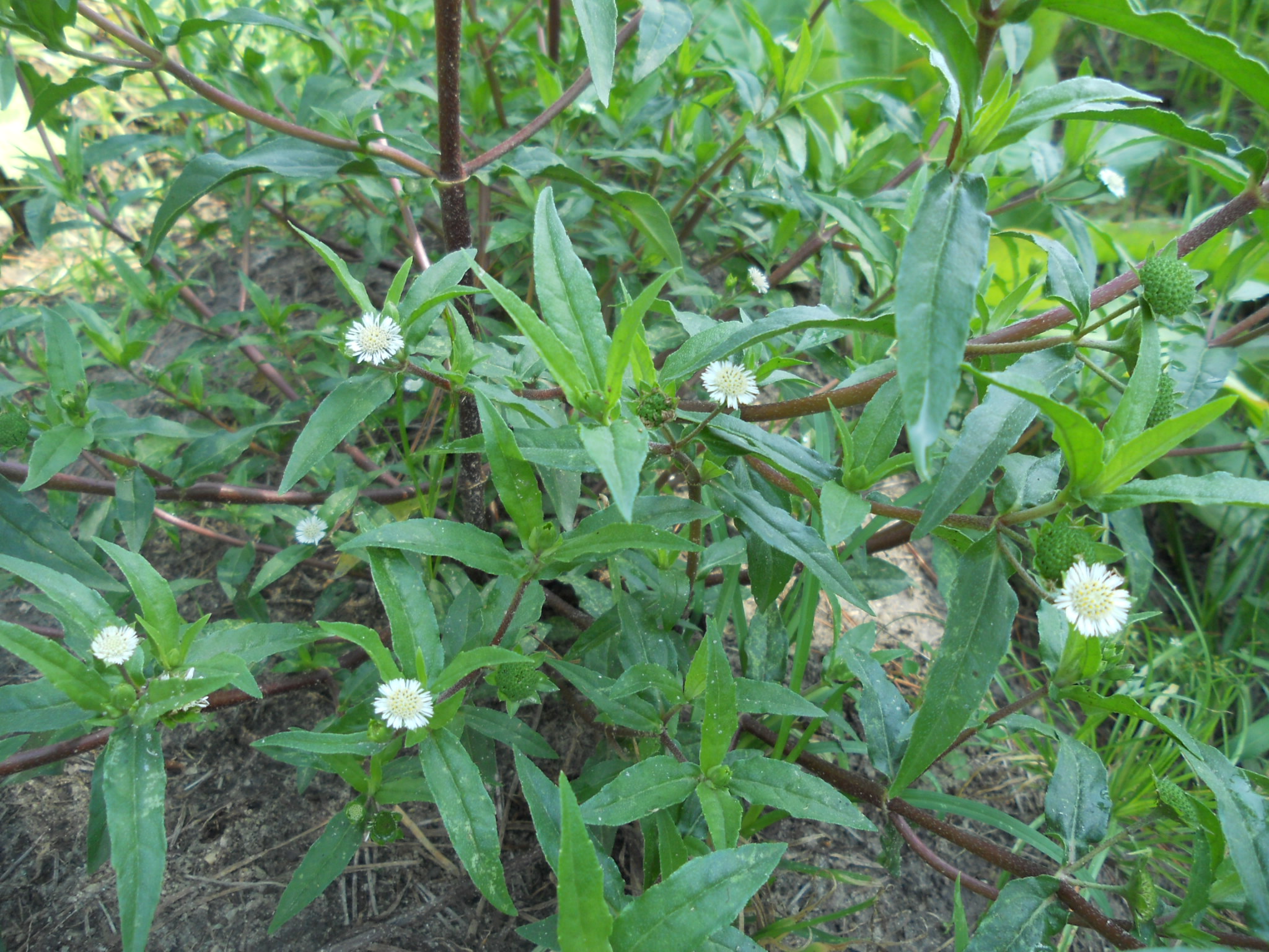 cây nhọ nồi